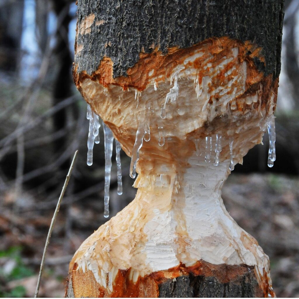 Beaver-chomped riverside tree with sap icicles