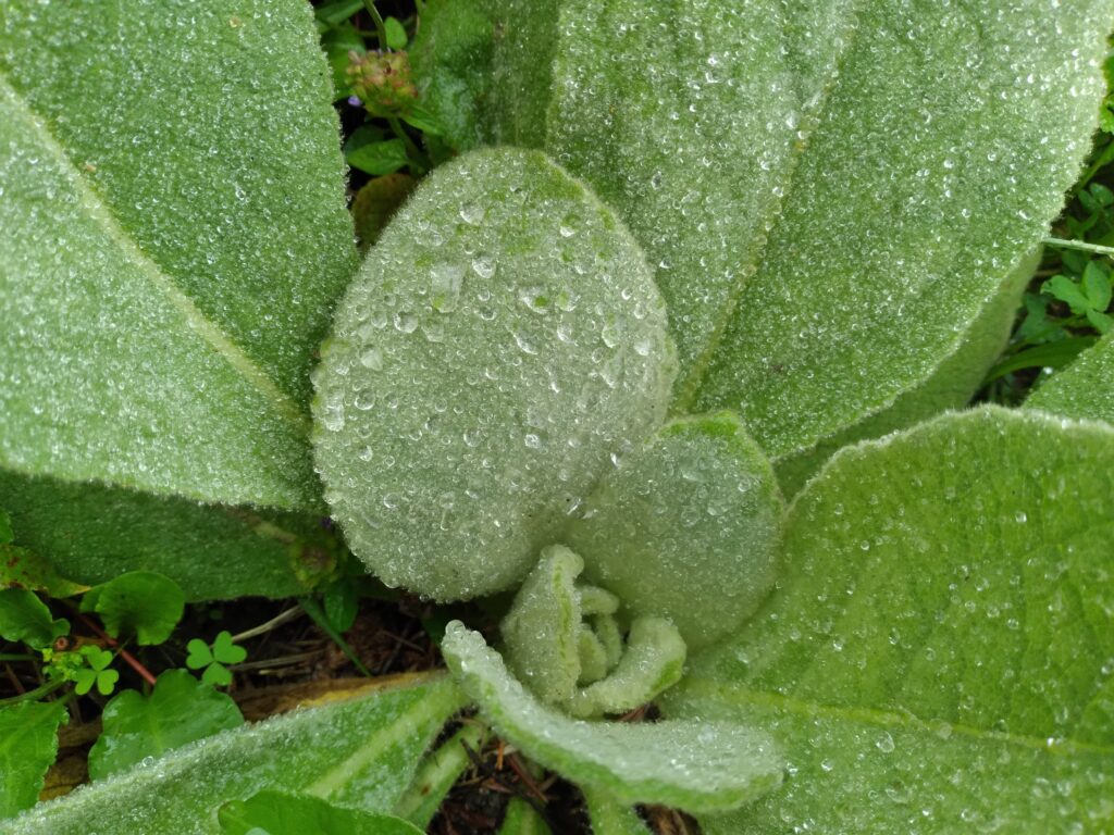 Mullien leaves, rained upon