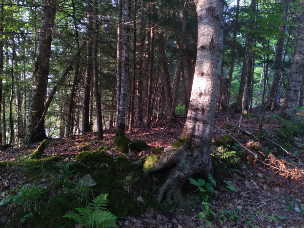 Birch tree sundappled, early eveing, hanging on the edge of the soil at the edge of a roadway scraped bare