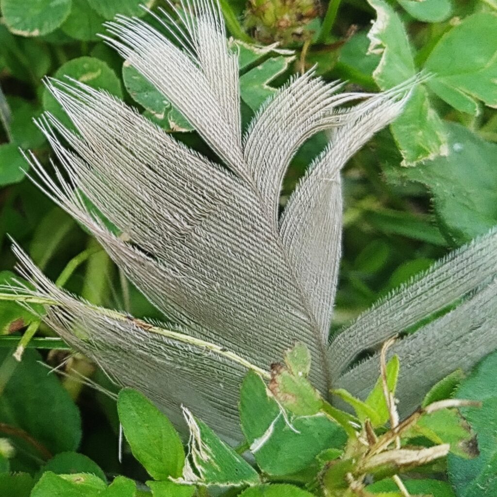 Shed goose feather on lawn, a small one