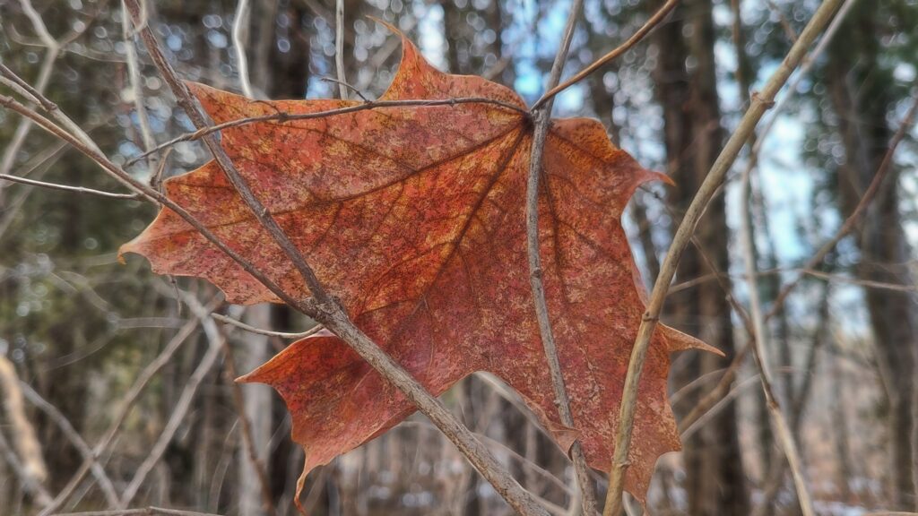 Maple leaft, orange, caght in twig branches in winter
