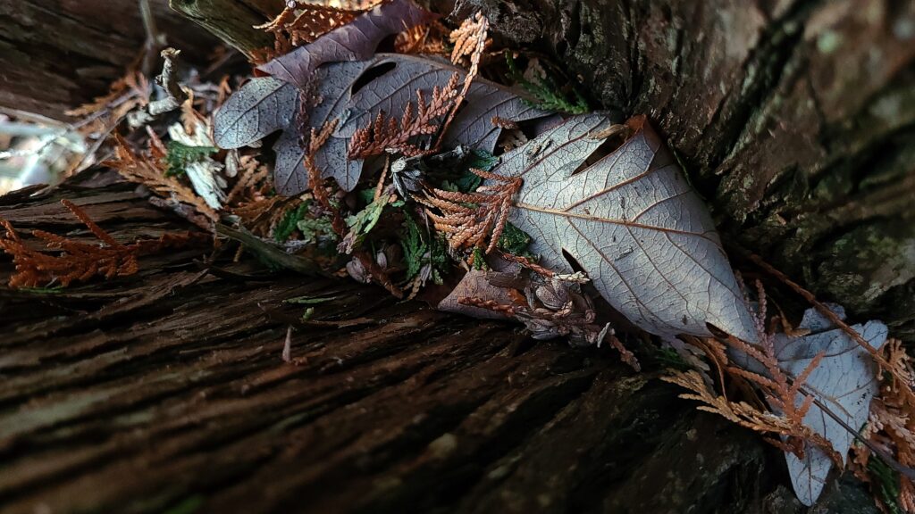 Oak leaves in cleft of a cedar tree clump forming the shape of a fish