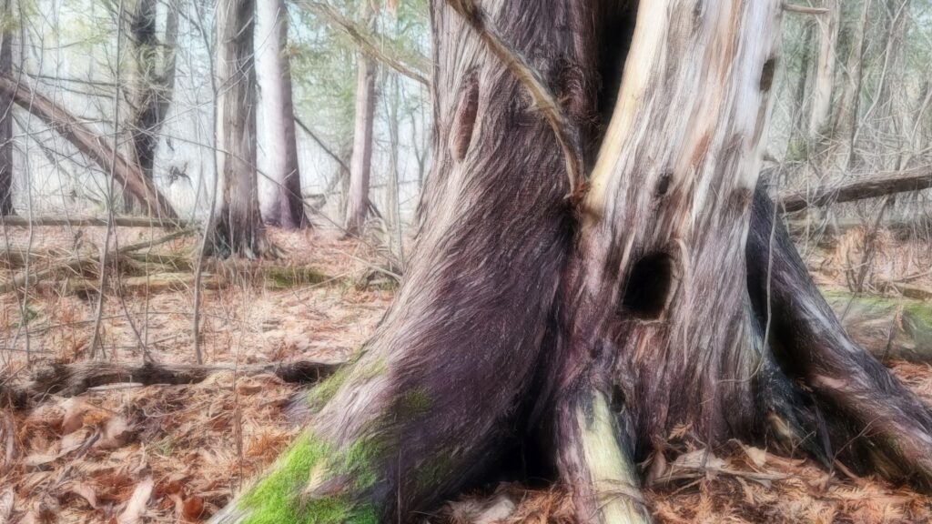 living Cedar growing around dead cedar, swamp forest, hazy day, winter thaw