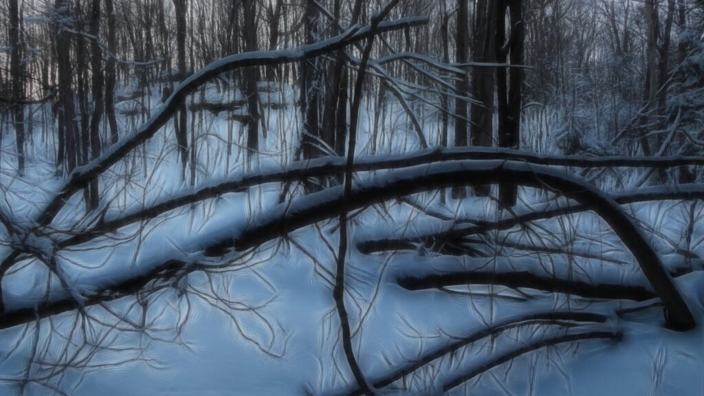 Bent-over trees, bare-branched, snow-laden, below a bluff at dusk