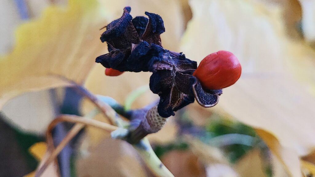 Cucumber tree ( Magnolia acuminata) mature fruit in October, Ontario, Canada