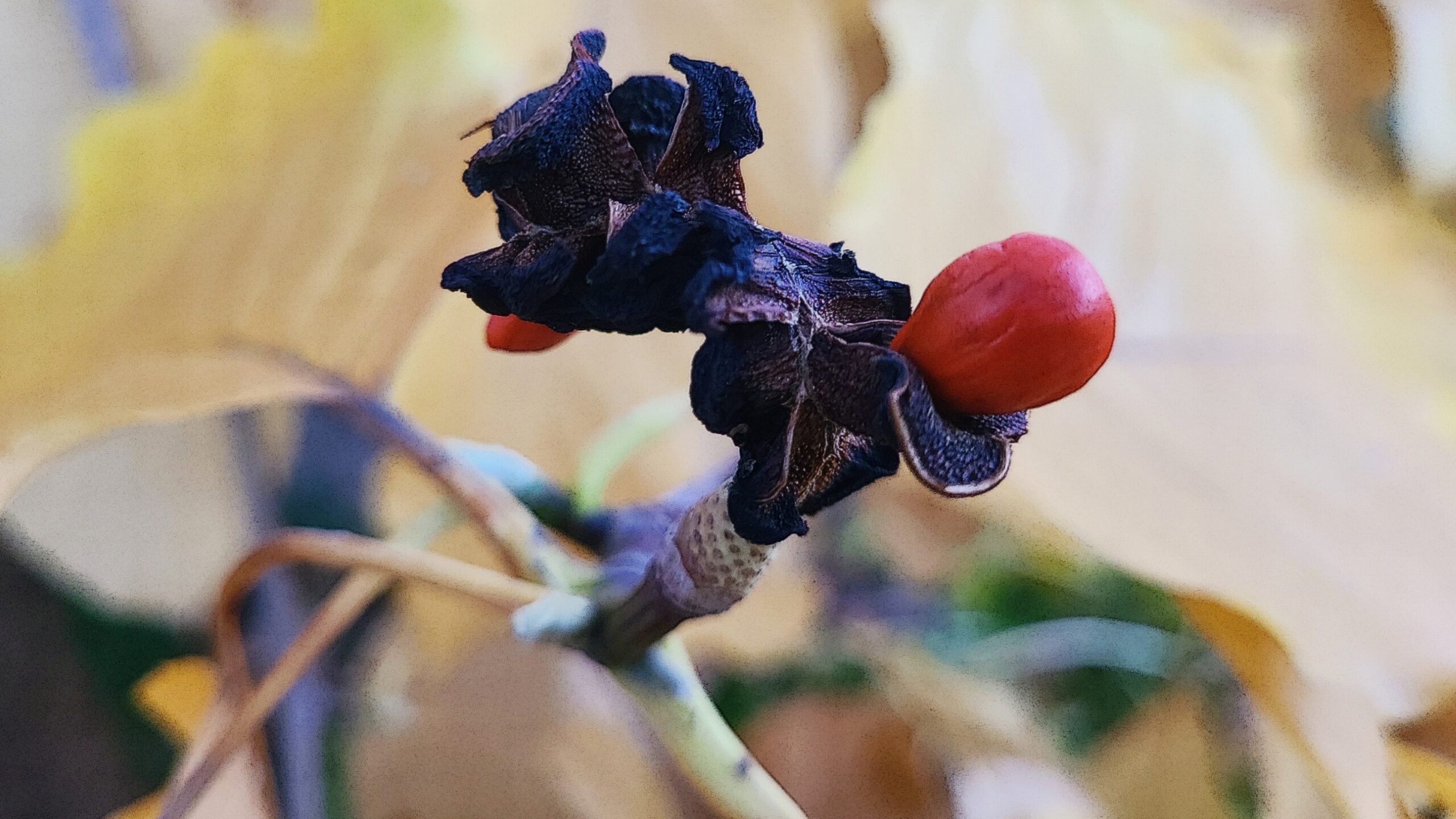 This, folks, is a Magnolia