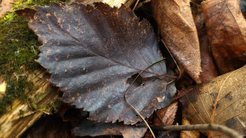Leaves on forest floor, revealed by January thaw, decomposition begun, but intact