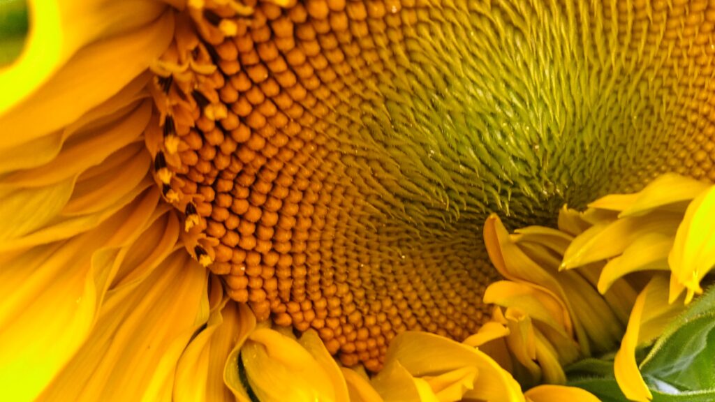 Sunflower bloom full of seeds nearly grown