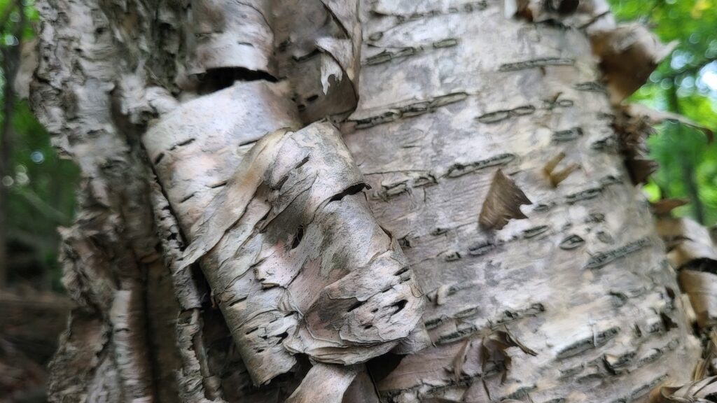 Peeling bark on mature birch tree trunk