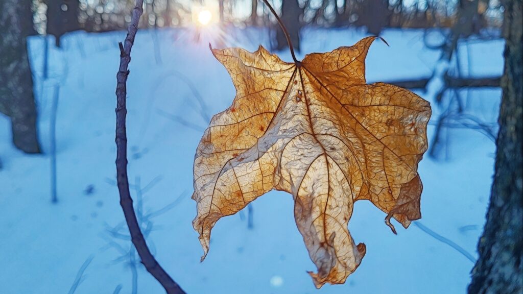 Marlescent maple leaf hanging from a low twig, weathered and bleached to a pale orange, backlit by the setting sun, down a snowy slope.
