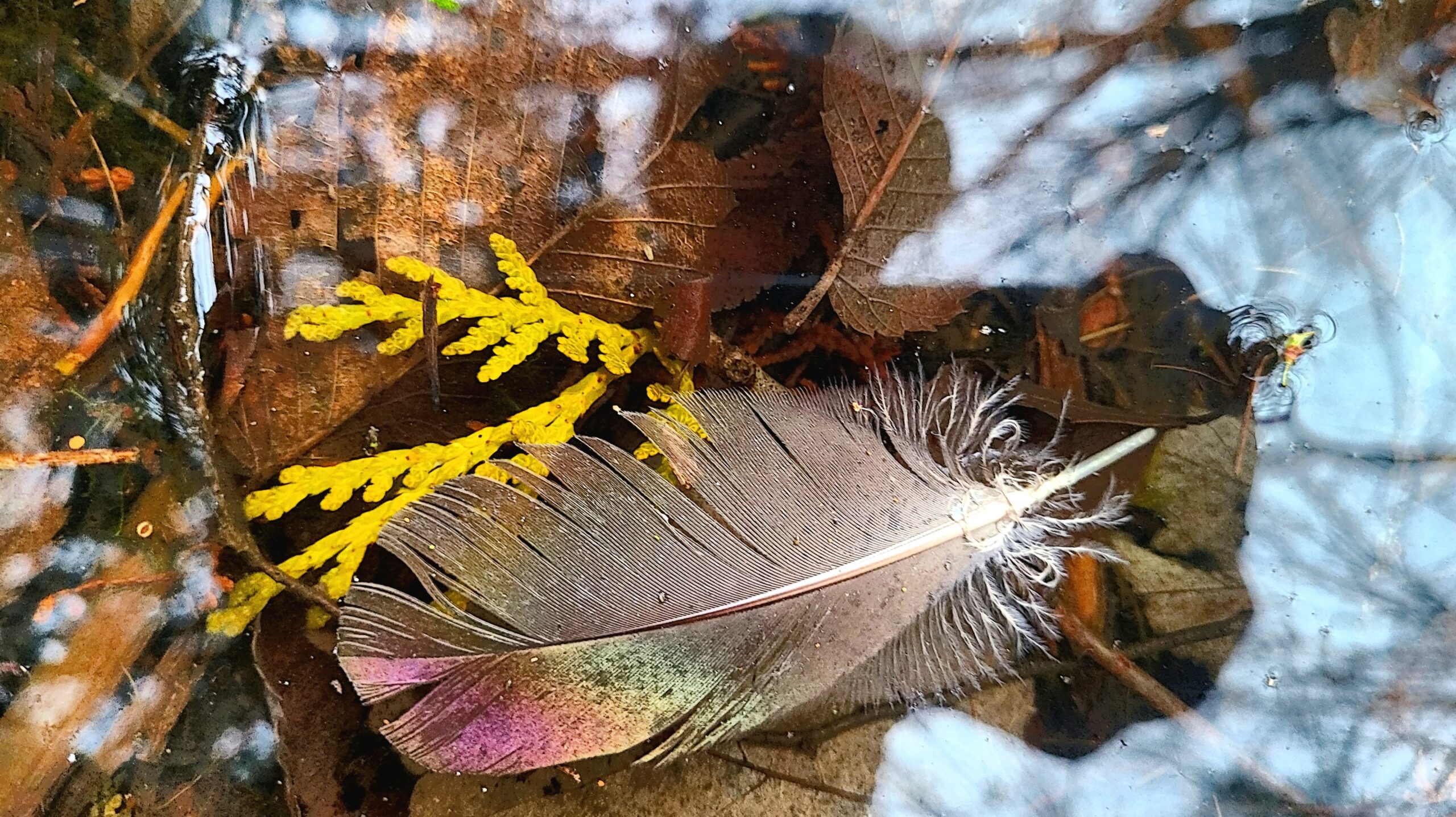 Meniscus, meet Wavelengths