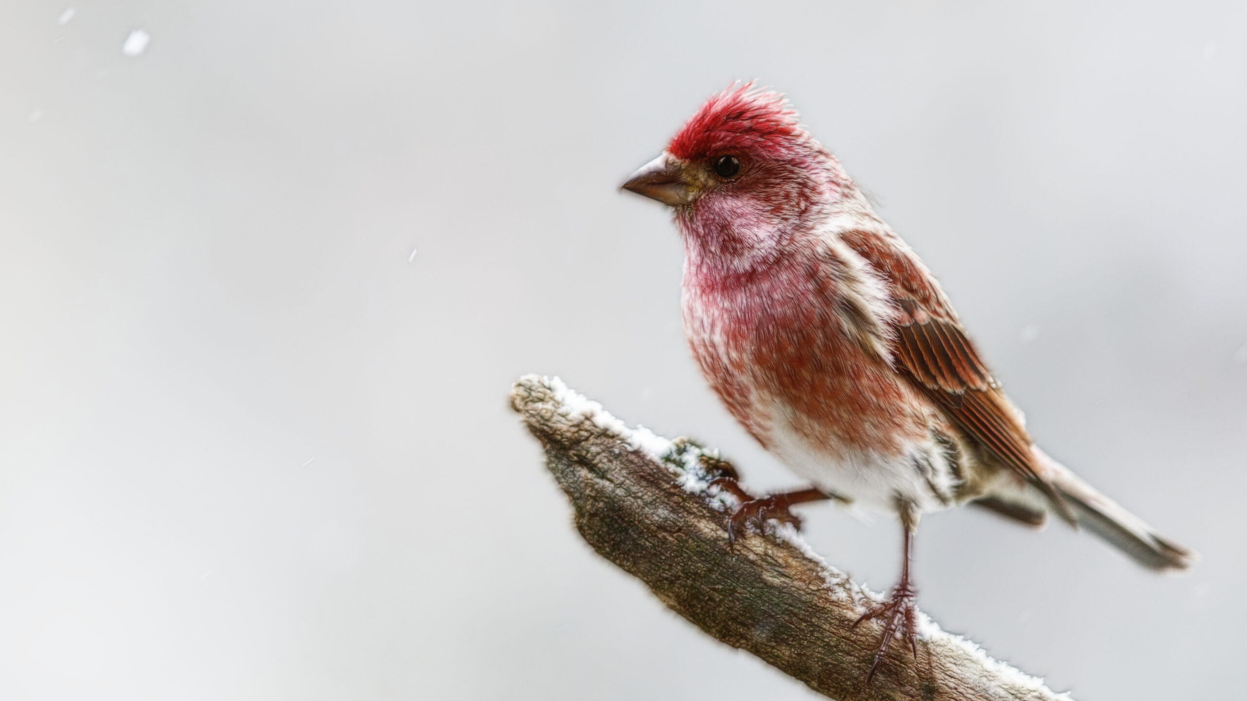 Right Words Right Time